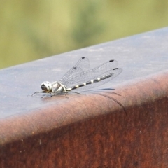 Cordulephya pygmaea (Common Shutwing) at Paddys River, ACT - 7 Mar 2019 by RodDeb