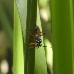 Gotra sp. (genus) at Paddys River, ACT - 7 Mar 2019