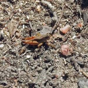 Phaulacridium vittatum at Paddys River, ACT - 7 Mar 2019 12:25 PM