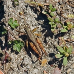 Phaulacridium vittatum at Paddys River, ACT - 7 Mar 2019 12:25 PM