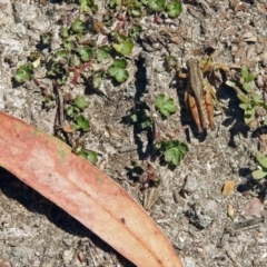 Phaulacridium vittatum at Paddys River, ACT - 7 Mar 2019