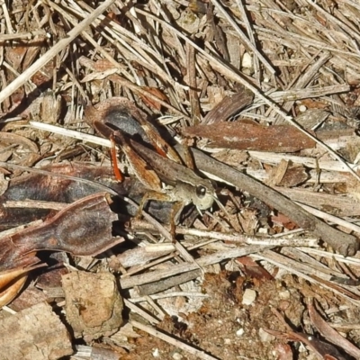 Phaulacridium vittatum (Wingless Grasshopper) at Paddys River, ACT - 7 Mar 2019 by RodDeb