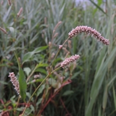 Persicaria lapathifolia (Pale Knotweed) at Tuggeranong DC, ACT - 3 Feb 2019 by MichaelBedingfield