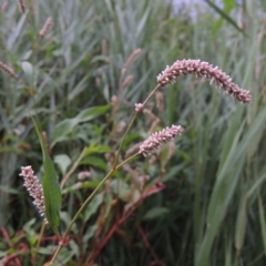 Persicaria lapathifolia (Pale Knotweed) at Gigerline Nature Reserve - 3 Feb 2019 by michaelb