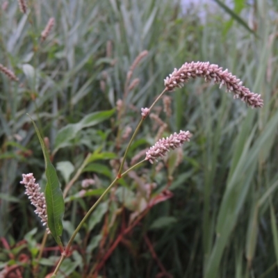 Persicaria lapathifolia (Pale Knotweed) at Gigerline Nature Reserve - 3 Feb 2019 by michaelb
