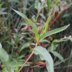 Persicaria lapathifolia at Tuggeranong DC, ACT - 3 Feb 2019
