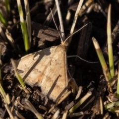 Scopula rubraria (Reddish Wave, Plantain Moth) at Paddys River, ACT - 8 Mar 2019 by rawshorty