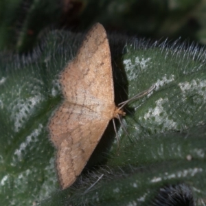 Scopula rubraria at Stromlo, ACT - 8 Mar 2019 11:21 AM