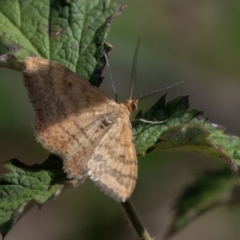 Scopula rubraria at Stromlo, ACT - 8 Mar 2019