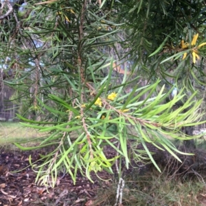 Persoonia linearis at Tathra, NSW - suppressed