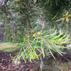 Persoonia linearis (Narrow-leaved Geebung) at Tathra, NSW - 8 Mar 2019 by tnsm