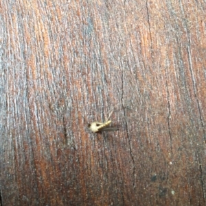 Culicidae (family) at Wallagoot, NSW - 9 Mar 2019 08:59 AM