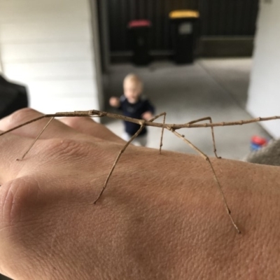 Phasmatodea (order) at Callala Beach, NSW - 9 Mar 2019 by AaronClausen
