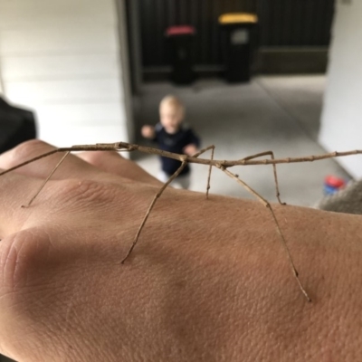 Unidentified Other primitive insect at Callala Beach, NSW - 8 Mar 2019 by AaronClausen