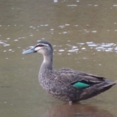 Anas superciliosa (Pacific Black Duck) at Tuggeranong DC, ACT - 2 Feb 2019 by michaelb