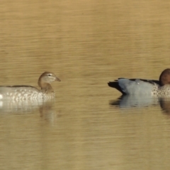 Chenonetta jubata (Australian Wood Duck) at Tennent, ACT - 3 Feb 2019 by MichaelBedingfield