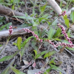 Persicaria decipiens at Paddys River, ACT - 20 Feb 2019