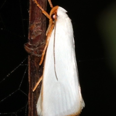 Xylorycta luteotactella (A Gelechioid moth) at Guerilla Bay, NSW - 26 Feb 2019 by jb2602