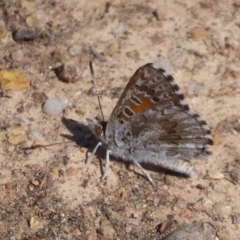 Lucia limbaria (Chequered Copper) at Stromlo, ACT - 8 Mar 2019 by Christine