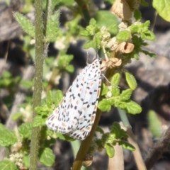 Utetheisa pulchelloides (Heliotrope Moth) at Stromlo, ACT - 8 Mar 2019 by Christine