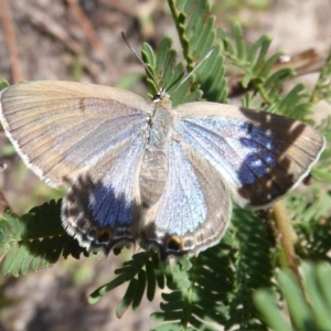 Jalmenus icilius at Stromlo, ACT - 8 Mar 2019 12:00 PM