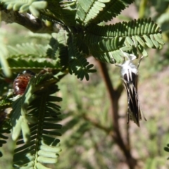 Jalmenus icilius at Stromlo, ACT - 8 Mar 2019 12:00 PM