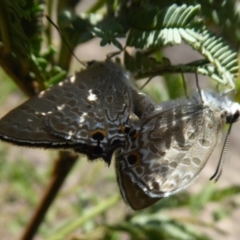 Jalmenus icilius at Stromlo, ACT - 8 Mar 2019 12:00 PM