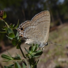 Jalmenus icilius at Stromlo, ACT - 8 Mar 2019