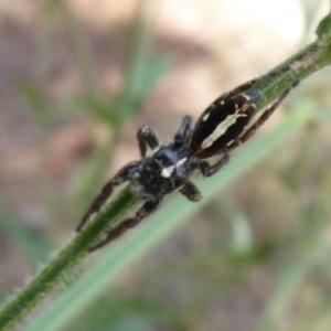 Sandalodes scopifer at Stromlo, ACT - 8 Mar 2019 12:24 PM