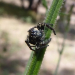 Sandalodes scopifer at Stromlo, ACT - 8 Mar 2019