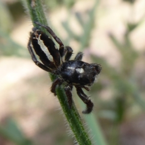 Sandalodes scopifer at Stromlo, ACT - 8 Mar 2019 12:24 PM