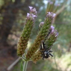 Sandalodes scopifer at Stromlo, ACT - 8 Mar 2019 12:24 PM