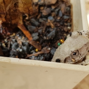 Litoria peronii at Sutton, NSW - 9 Mar 2019 12:36 PM