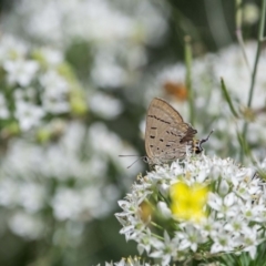 Jalmenus ictinus (Stencilled Hairstreak) at Murrumbateman, NSW - 8 Mar 2019 by SallyandPeter