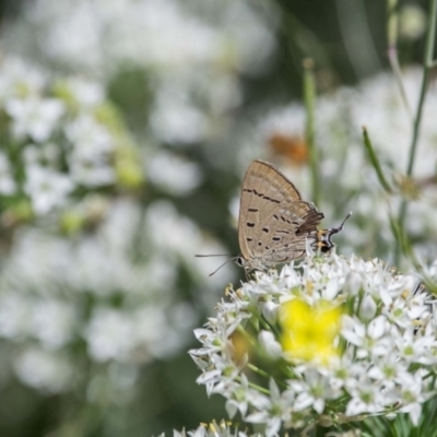 Jalmenus ictinus (Stencilled Hairstreak) at Murrumbateman, NSW - 9 Mar 2019 by SallyandPeter