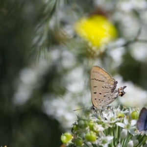 Jalmenus ictinus at Murrumbateman, NSW - 9 Mar 2019