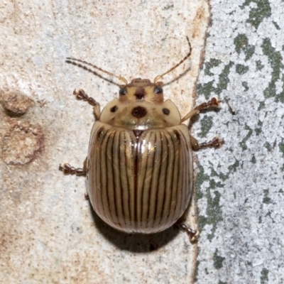 Paropsisterna intacta (Eucalyptus Leaf Beetle) at Nicholls, ACT - 7 Mar 2019 by AlisonMilton