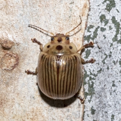 Paropsisterna intacta (Eucalyptus Leaf Beetle) at Nicholls, ACT - 6 Mar 2019 by Alison Milton