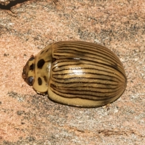 Paropsisterna intacta at Nicholls, ACT - 7 Mar 2019