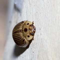 Paropsisterna intacta at Nicholls, ACT - 7 Mar 2019