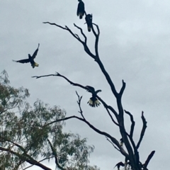 Zanda funerea (Yellow-tailed Black-Cockatoo) at Paddys River, ACT - 6 Mar 2019 by davobj