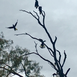 Zanda funerea at Paddys River, ACT - 6 Mar 2019 11:43 AM