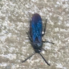 Austroscolia soror at Paddys River, ACT - 12 Feb 2019 02:25 PM