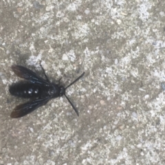 Austroscolia soror at Paddys River, ACT - 12 Feb 2019 02:25 PM