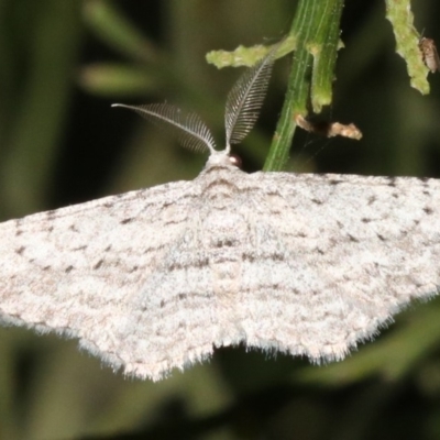 Phelotis cognata (Long-fringed Bark Moth) at Guerilla Bay, NSW - 26 Feb 2019 by jb2602