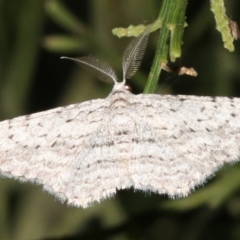 Phelotis cognata (Long-fringed Bark Moth) at Guerilla Bay, NSW - 26 Feb 2019 by jbromilow50