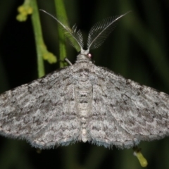 Phelotis cognata at Guerilla Bay, NSW - 26 Feb 2019 07:56 PM