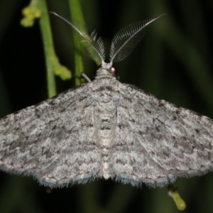 Phelotis cognata at Guerilla Bay, NSW - 26 Feb 2019 07:56 PM