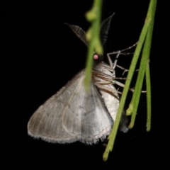 Phelotis cognata at Guerilla Bay, NSW - 26 Feb 2019 07:56 PM