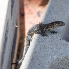 Egernia cunninghami (Cunningham's Skink) at Murrumbateman, NSW - 9 Mar 2019 by SallyandPeter